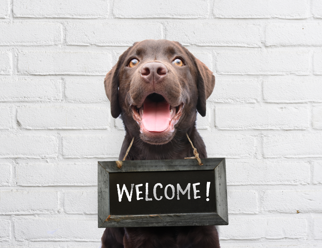 Happy dog with chalkboard with welcome text says hello welcome we???re open against white brick outdoor wall